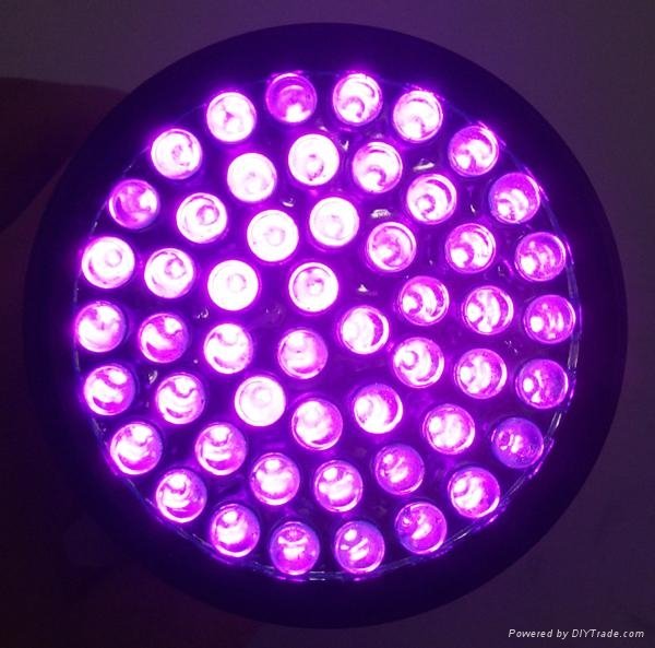 51 Cree q3 UV LED  Flashlight  4