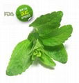 Stevia 1