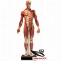 Human skeletal muscle anatomical model