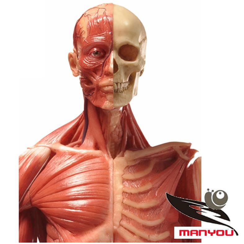 Human skeletal muscle anatomical model 2