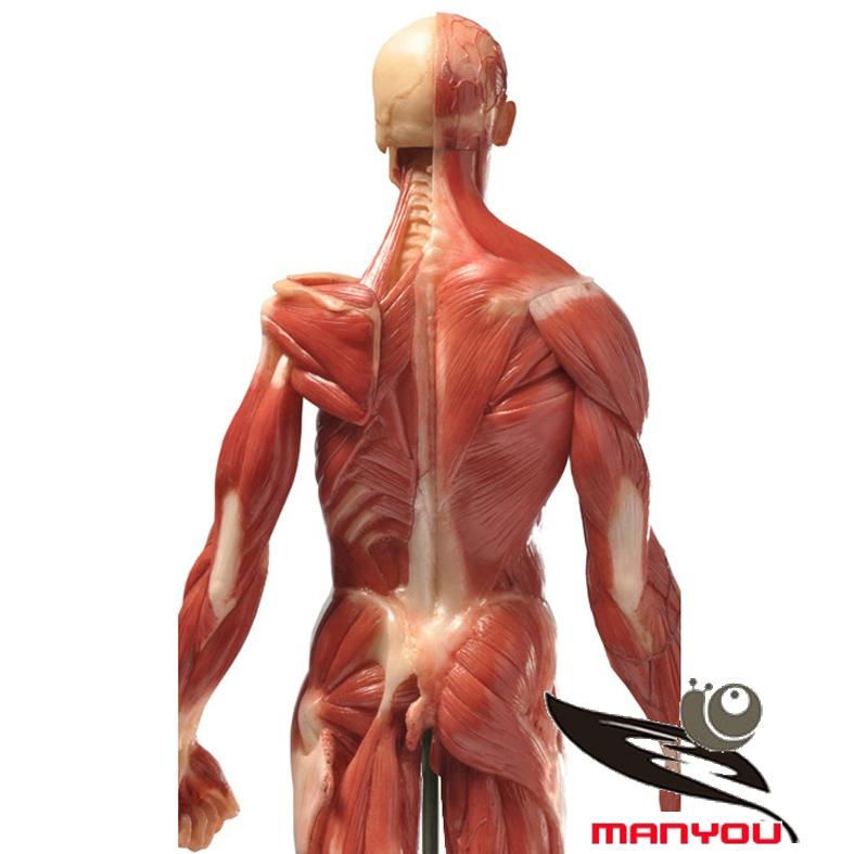 Human skeletal muscle anatomical model 3
