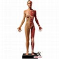 Anatomy Model for female Teacthing Aids, Arting Model, Medical