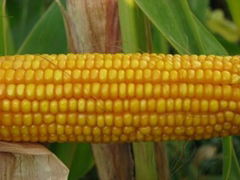 yellow corn