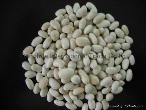 White Kidney beans 