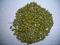 Green mung beans