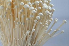 fresh mushroom enoki