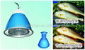 fresh food lights (sea food & fresh fish)