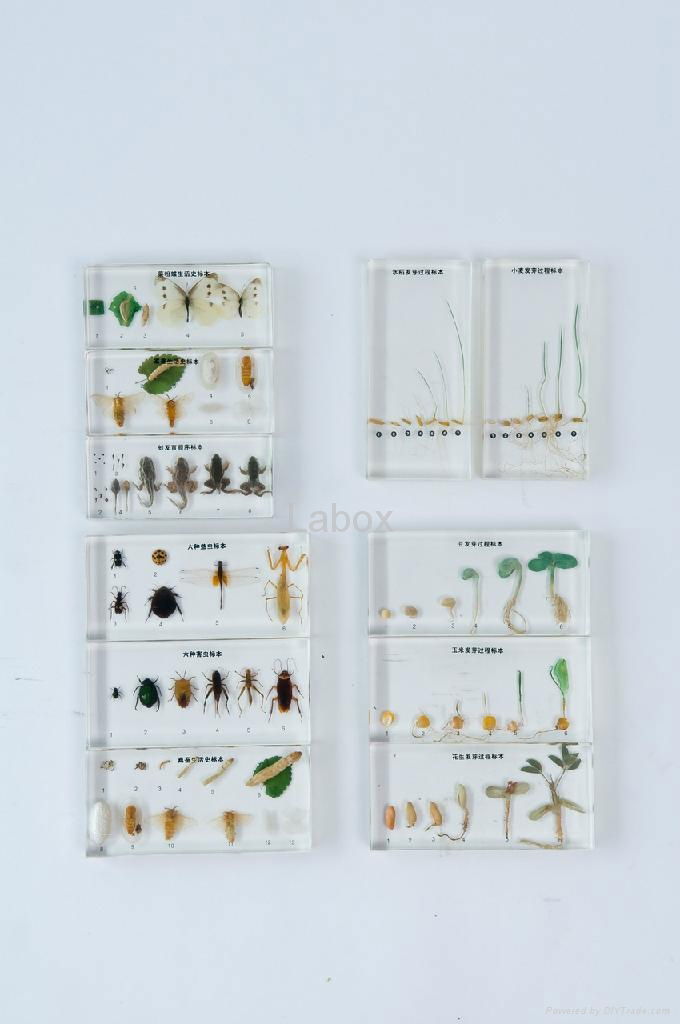 Labox science kit of specimen 4