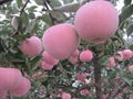 red fuji apples