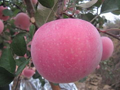 fresh fuji apples