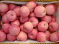 2012 new sweet bagged fuji apple 4