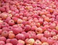 2012 new arrival grade A fuji apple