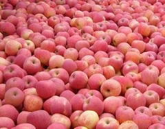 2012 new arrival grade A fuji apple