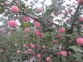 new crop gradeA Chinese fresh red fuji apple 2