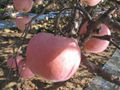 new crop gradeA Chinese fresh red fuji apple 3