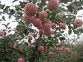 new crop gradeA Chinese fresh red fuji apple 5