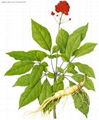 Ginseng