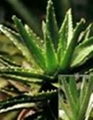 Aloe Extract 1