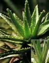 Aloe Extract