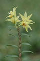 Dendrobium officinale