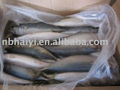 New arrival frozen mackerel from china