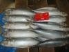 New arrival  frozen mackerel from china