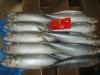 New arrival  frozen mackerel from china  