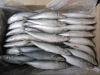 New arrival  frozen mackerel from china   2