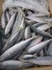 new frozen mackerel from china 2012