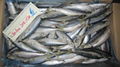 new frozen mackerel from china2012