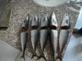 NEW ARRIVAL FROZEN MACKEREL FROM CHINA 2012 1