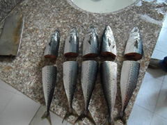 NEW ARRIVAL FROZEN MACKEREL FROM CHINA 2012