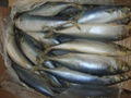 NEW ARRIVAL FROZEN MACKEREL FROM CHINA 2012 2