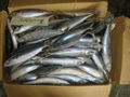 NEW FROZEN MACKEREL FROM CHINA