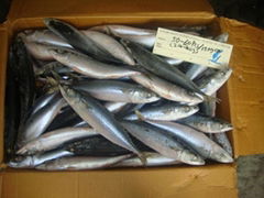 new arrival frozen mackerel from china 