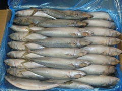 new frozen mackerel from china 2012