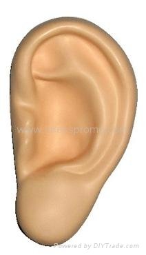 Ear Stress Shape For Medical Research