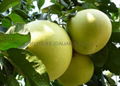 Organic Pomelo NOP/EEC 2