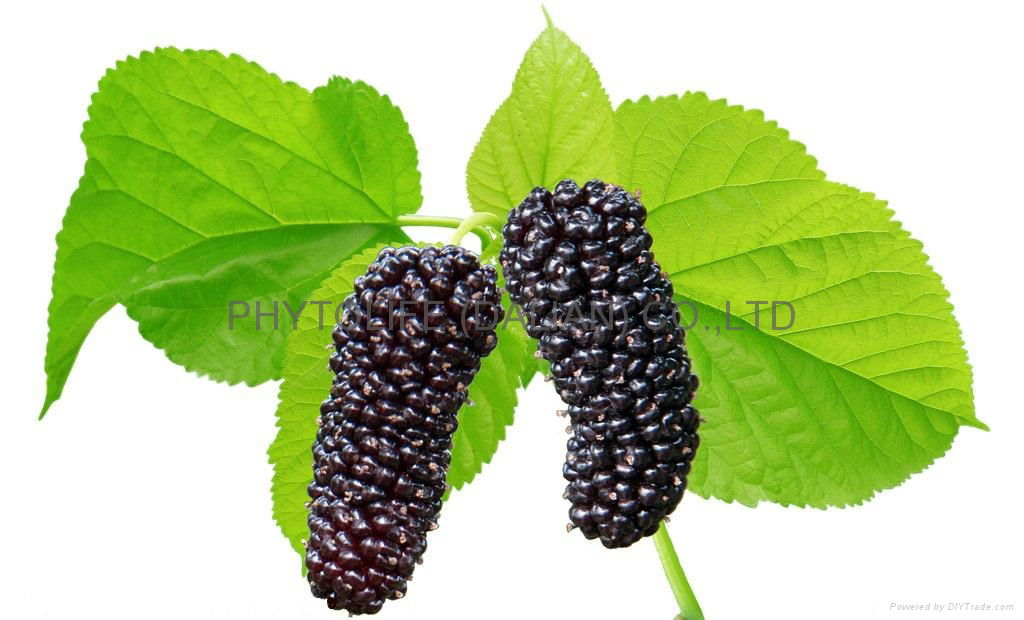 Organic Mulberry NOP/EEC