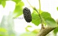 Organic Mulberry NOP/EEC 2
