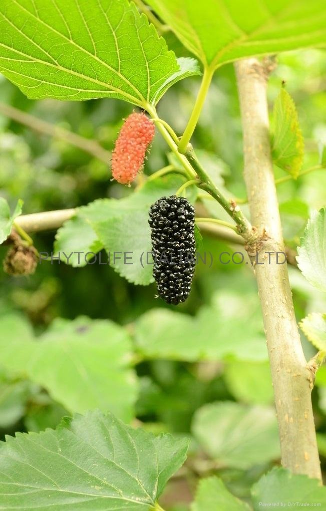 Organic Mulberry NOP/EEC 3