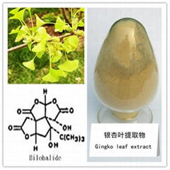 Gingko Biloba P.E.