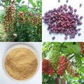 Schisandra Chinensis extract 1