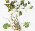 Centella Asiatica extract