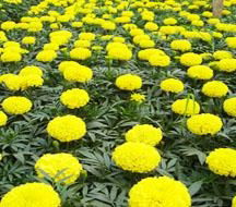 Marigold extract