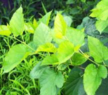Mulberry fruit extract