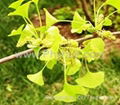 Gingko Biloba P.E.