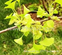 Gingko Biloba P.E.