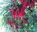 Schisandra Chinensis Extract   1