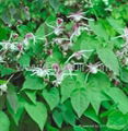 Epimedium P.E. 1